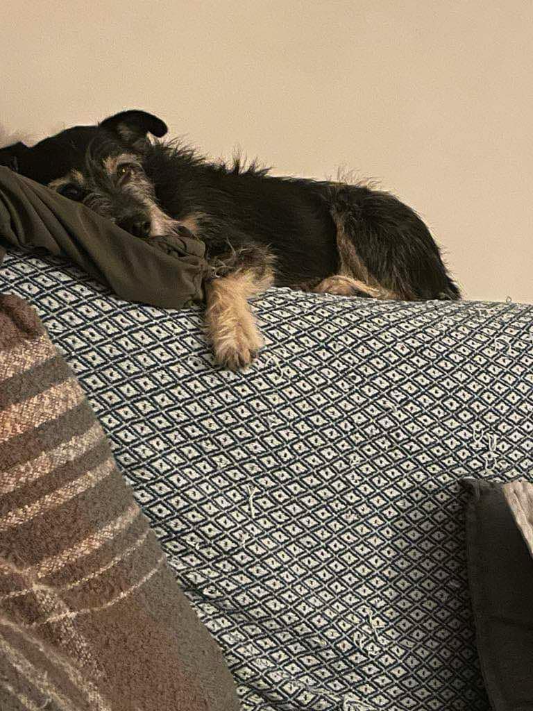 ALISTAIR  is currently in foster in the #Norwich  area   but is in search of a forever home of his own
Alistair is an affectionate, playful boy who is housetrained and is great with the other dogs in the home
imminghamdogshome.org/form/
#Norfolk #Dereham #GreatYarmouth #Thetford