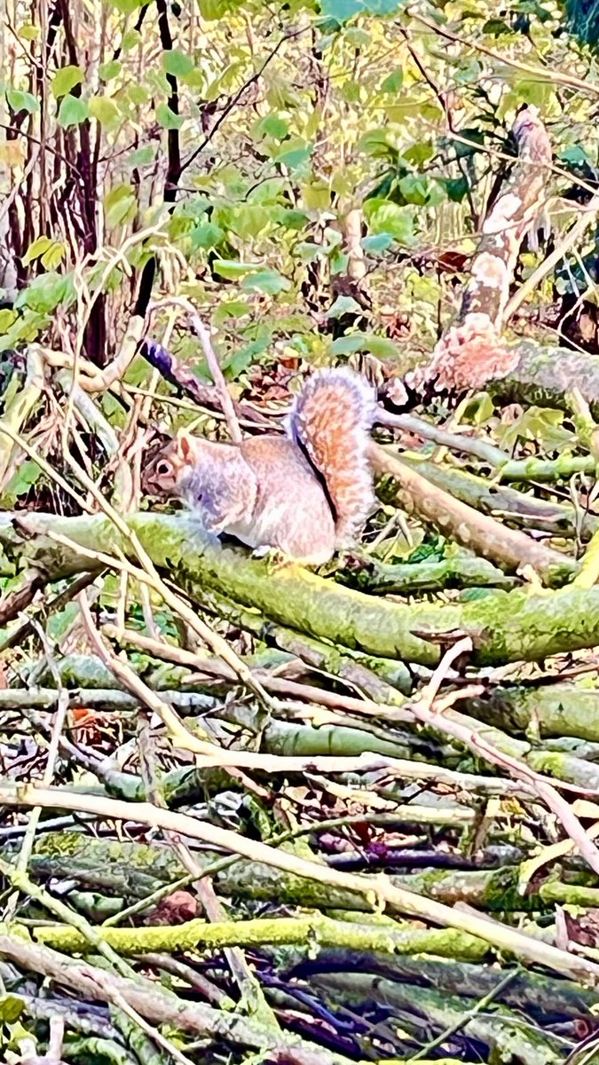 Watching you watching me    A lovely slow walk in the woods on a beautiful day.