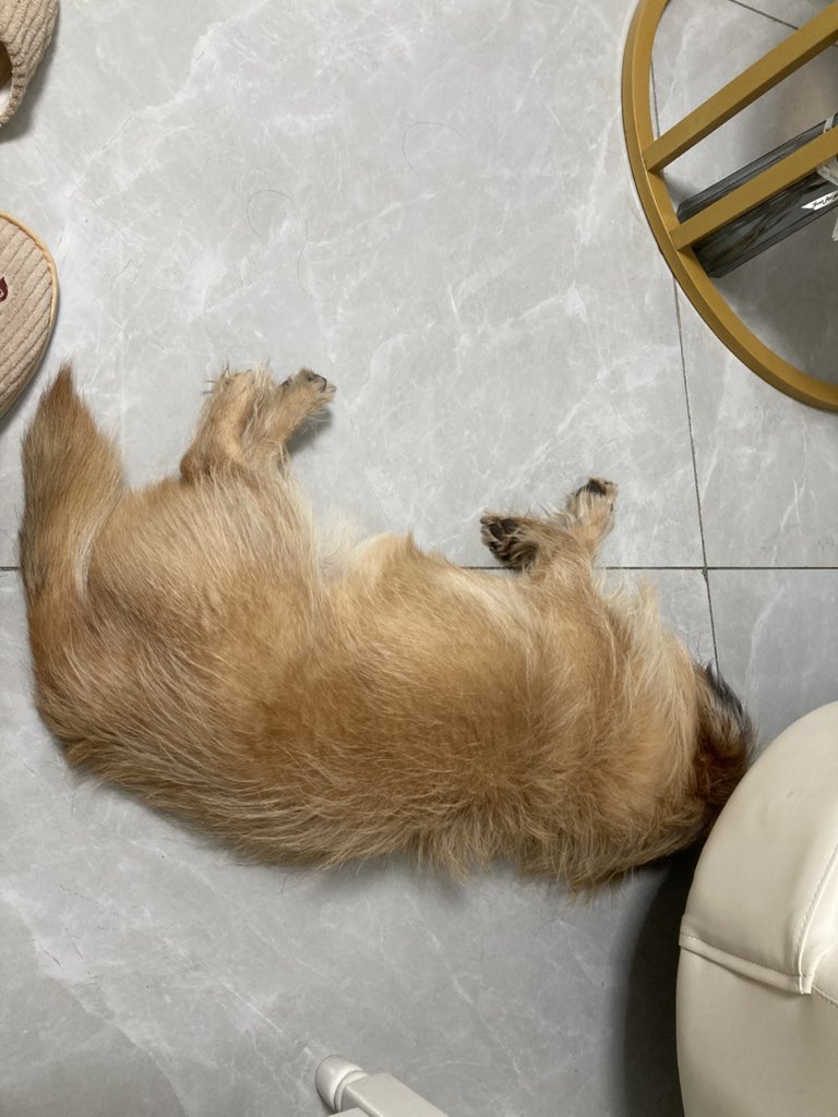 xidaisadog's tweet photo. https://t.co/fqcIoDv3oA
