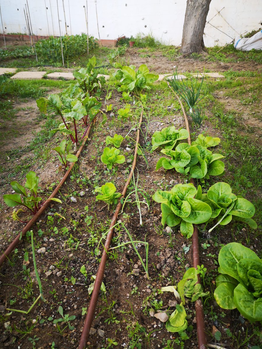 iesAlBaytar's tweet photo. Durante el presente curso 86 alumnos/as voluntarios/as de 3° ESO organizados en diferentes grupos de trabajo, realizan labores de preparación de la tierra, cultivo, plantación y cuidado de ricas hortalizas y verduras.
Agradecer al alumnado su gran interés y motivación 🌱💚 https://t.co/RjhhwsBfgl