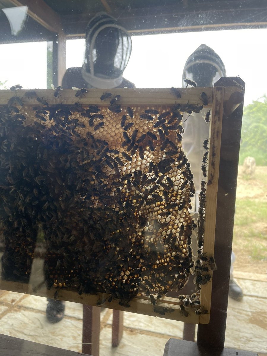 An incredible morning learning about #beekeeping at the new Walkers Reserve Bee Observatory 🐝