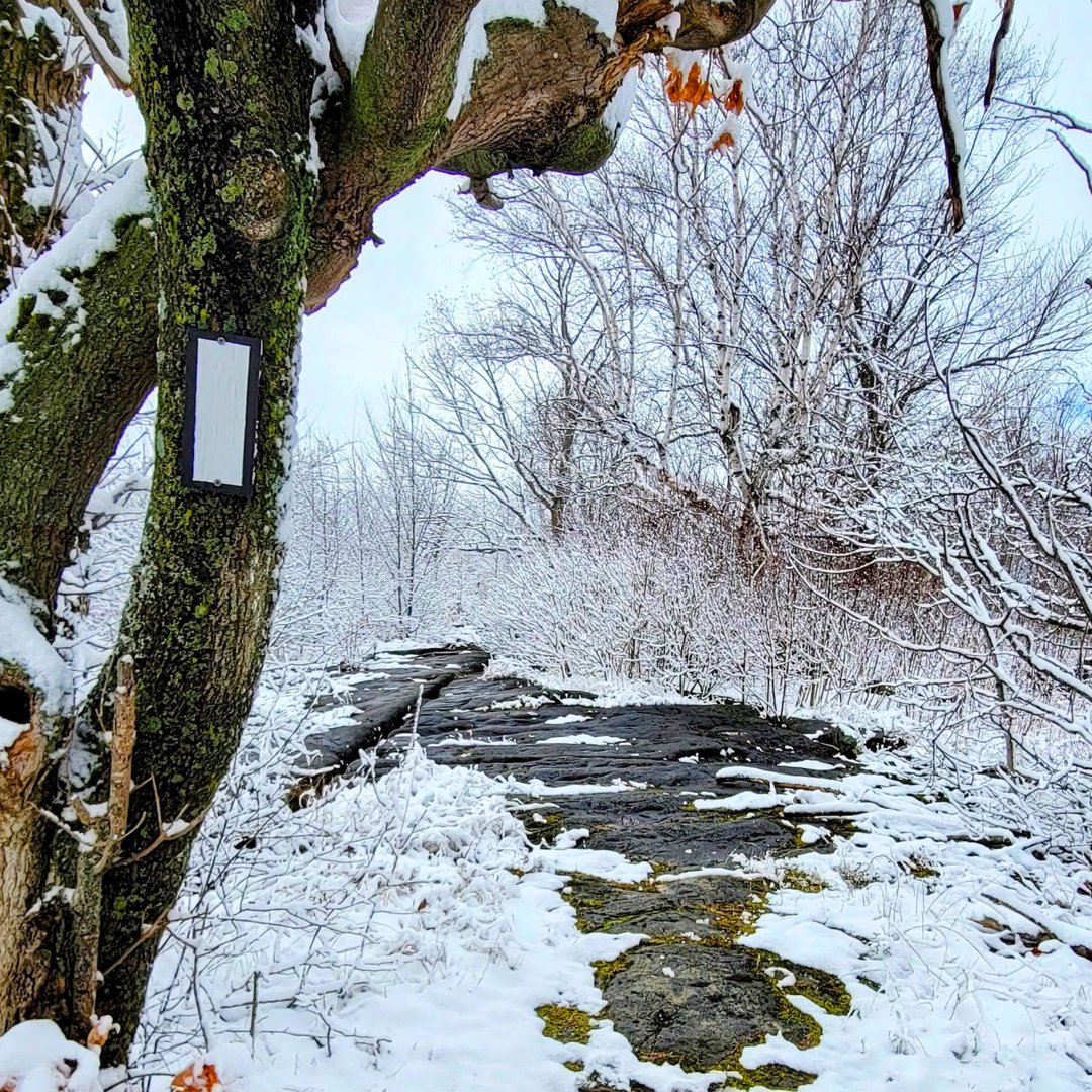 It's beginning to look a lot like winter!❄️ Snow has started to dust some sections of the Bruce Trail. Are you ready for winter hiking?🥾 Read our blog for tips and tricks: brucetrail.org/hiking-in-the-… 
📸 Albert Wiebenga
#brucetrail #winterhiking #brucetrailconservancy