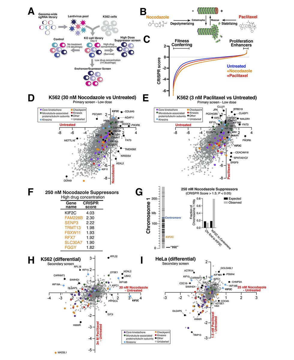 Journal of Cell Biology (@jcellbiol) on Twitter photo Functional genetics reveals modulators of antimicrotubule drug sensitivity. New study from Kuan-Chung Su, Elena Radul, Nolan Maier, Mary-Jane Tsang, Iain Cheeseman <a href="/iaincheeseman/">Iain Cheeseman</a> and colleagues <a href="/WhiteheadInst/">Whitehead Institute</a>: hubs.la/Q02Z44f60
#Microtubules #CellDivision #Cytoskeleton Functional genetics reveals modulators of antimicrotubule drug sensitivity. New study from Kuan-Chung Su, Elena Radul, Nolan Maier, Mary-Jane Tsang, Iain Cheeseman <a href="/iaincheeseman/">Iain Cheeseman</a> and colleagues <a href="/WhiteheadInst/">Whitehead Institute</a>: hubs.la/Q02Z44f60
#Microtubules #CellDivision #Cytoskeleton