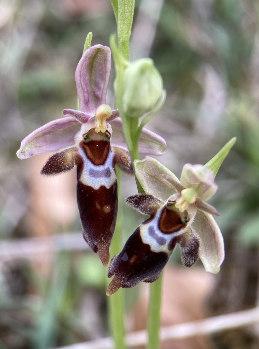 Daily orchid (day 4). I’m going to try to post a picture of a native U.K. orchid, taken by me over the last couple of years, until New Year’s Day. Today Dorset’s enigmatic Woodcock x Fly hybrid, lovely. #orchid #dailyorchid
