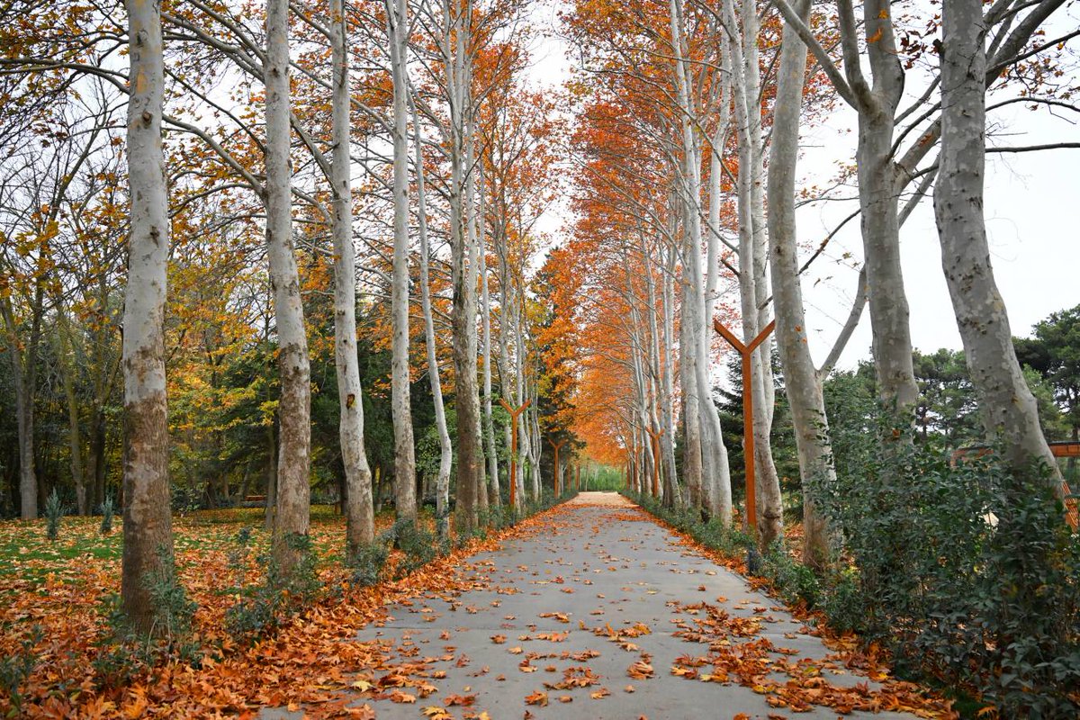 For those who like to spend a time in nature, newly renovated Central Botanical Garden in #Baku, #Azerbaijan is the best place to enjoy the vivid colors and unique types of exotic plants.

The visitors can closely observe and enjoy plant collections from different climatic zones
