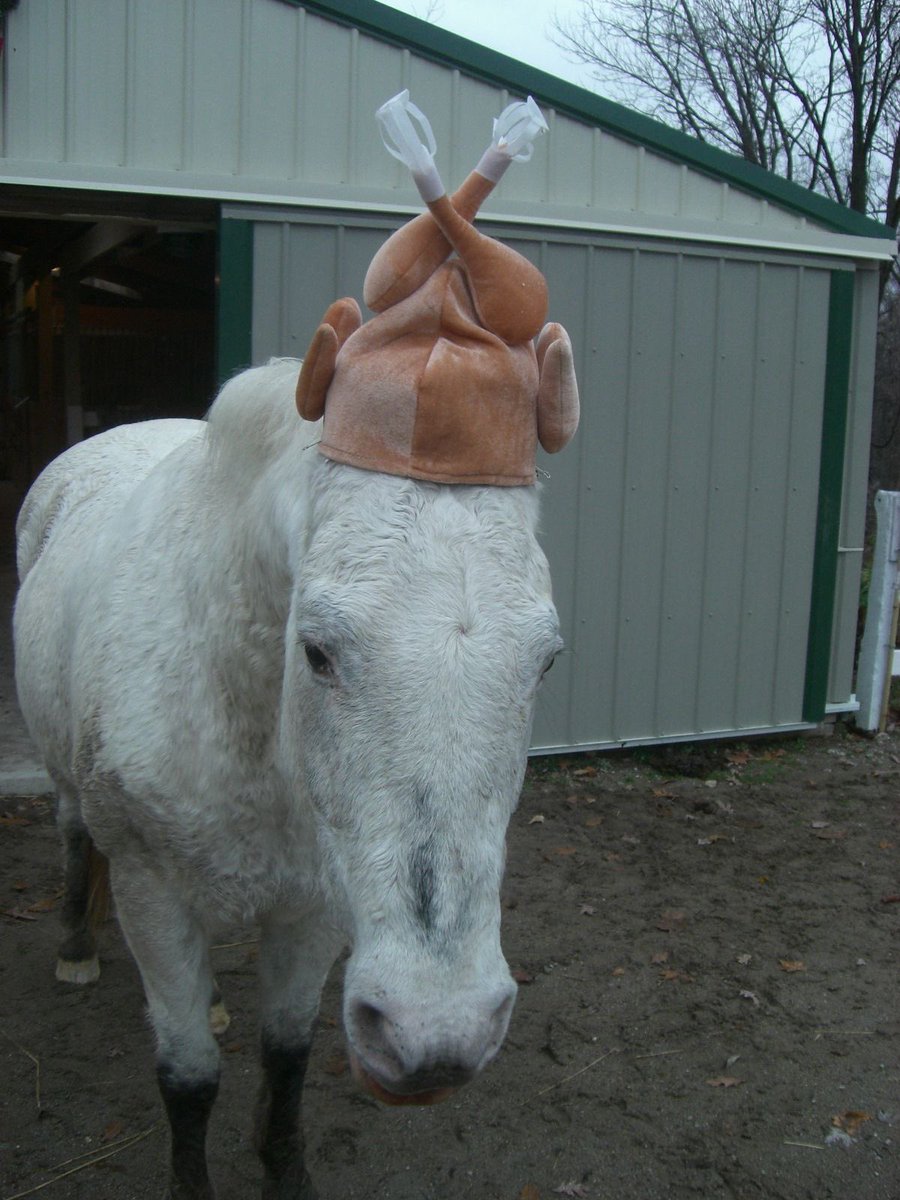 horse wearing turkey hat ready for thanksgiving celebrations very whimsical and thankful