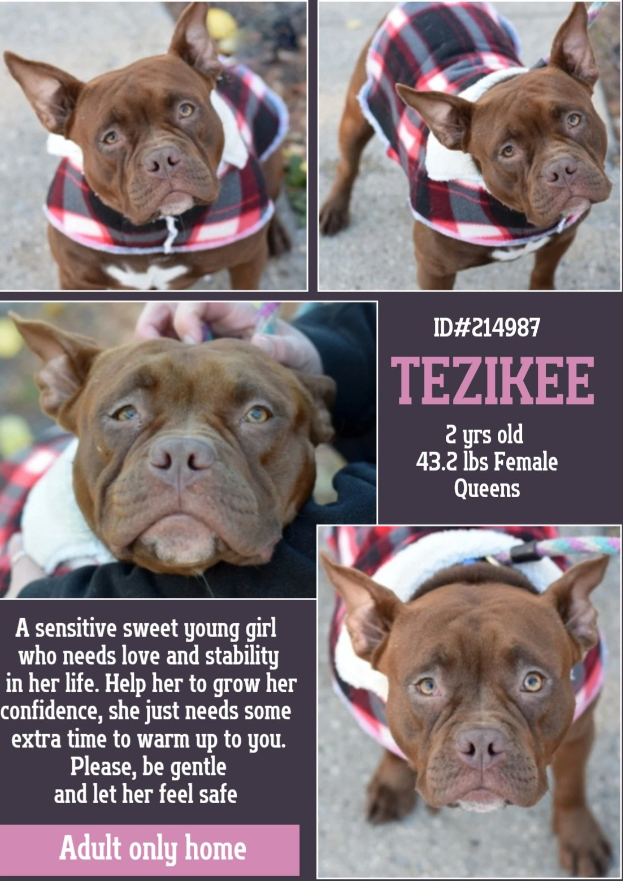 NMBewitched's tweet photo. #HappyThanksgiving
Tezikee
New Intake #NYCACC
https://t.co/FDubkytETw
#AdoptMe #RescueMe #FosterMe
Part Gremlin, part #Lowrider all snuggles
Came from a #BackyardBreeder
Naturally shy, prefers going slow, bask in adoration & many treats
#HomefortheHolidays https://t.co/GIrHZLHBtc