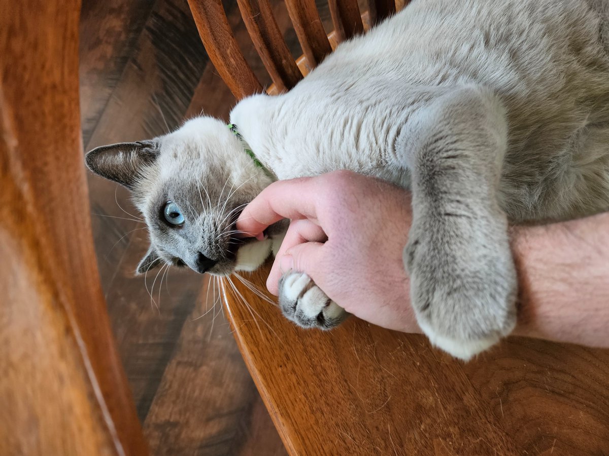 Rally__vincent's tweet photo. Somebody is hungry. Got a pic mid bite. #bitcoincat #bitcoin https://t.co/MyoOkz33uh