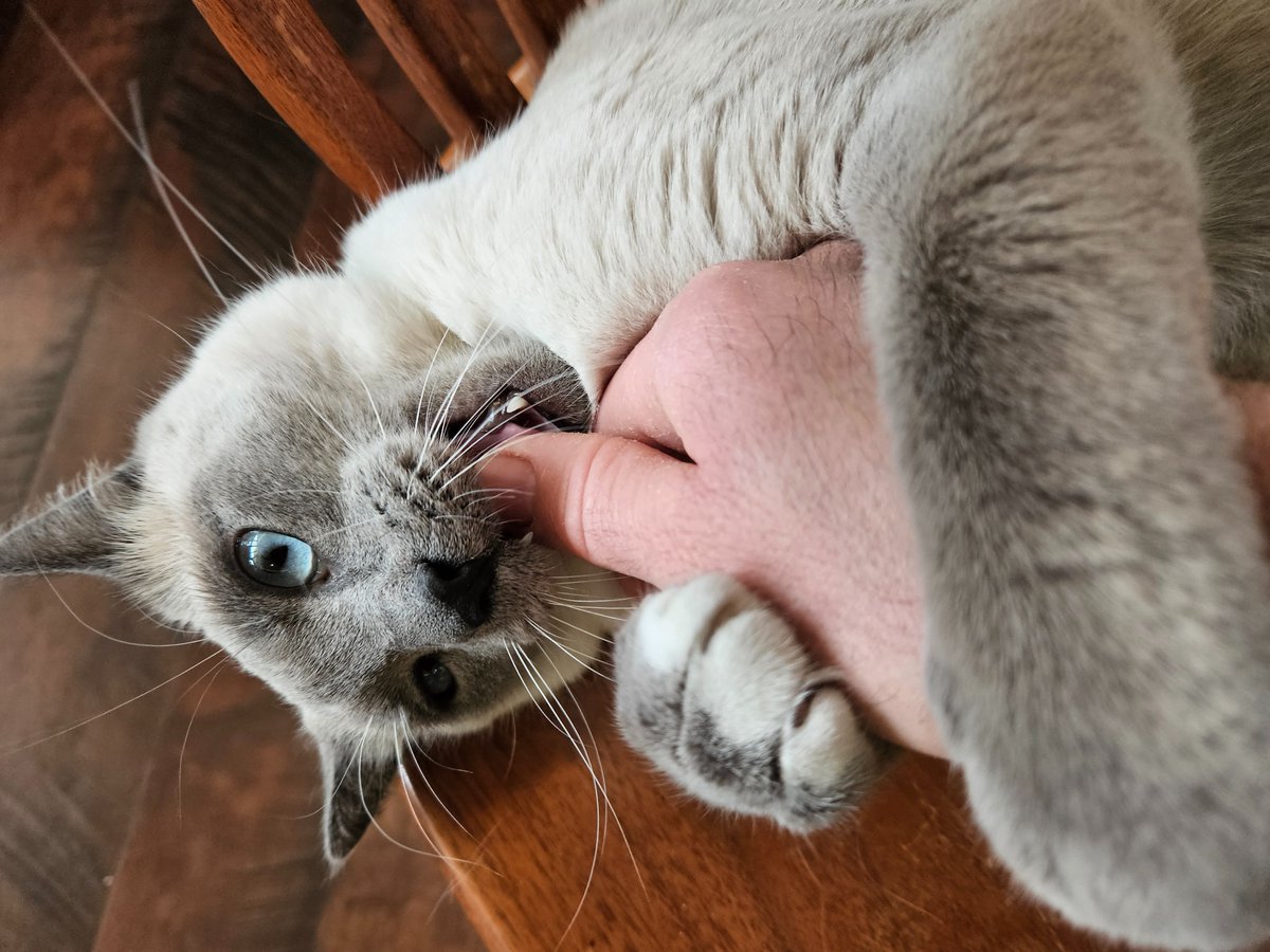 Rally__vincent's tweet photo. Somebody is hungry. Got a pic mid bite. #bitcoincat #bitcoin https://t.co/MyoOkz33uh