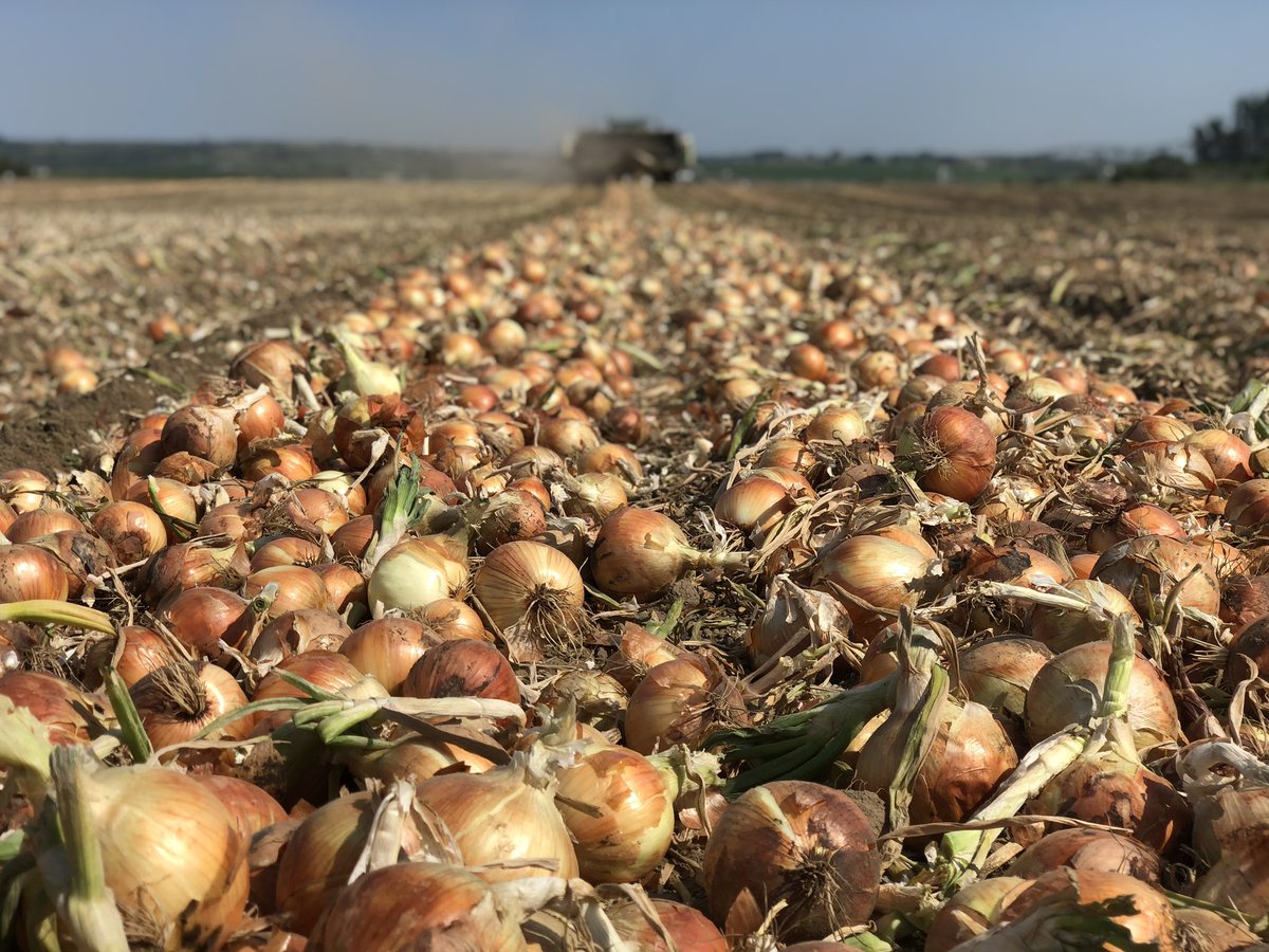 C_Anderson_5's tweet photo. @VanceCrowe Washington-grown onions https://t.co/0RIHkg2FRI