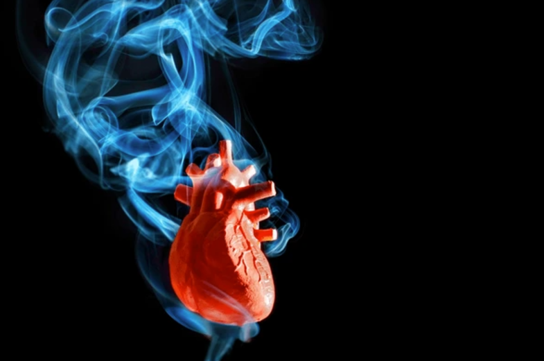 A study published in Nicotine &amp; Tobacco Research this month reveals sex-specific effects of cigarette smoke on cardiovascular function and atherosclerosis. 

Read more: hubs.ly/Q02Zkdx70.

#inExpose #inExposeModels #TobaccoResearch #CardiovascularHealth #Nicotine