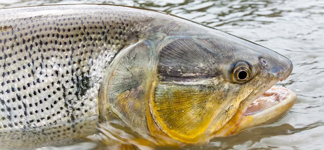 Saltwateronfly's tweet image. Golden Dorado Fly Fishing
Chasing the thrill of Golden Dorado fly fishing, from the remote rivers of Bolivia to Argentina’s sun-drenched waters. The tug of a golden dorado, a flash of gold against the turquoise currents, is pure magic. Dorado fly fishing isn’t just about the…