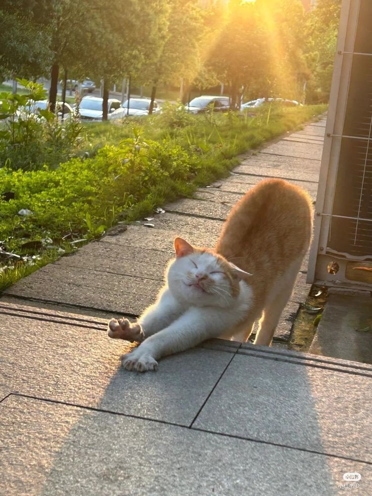No Context Cats tweet media