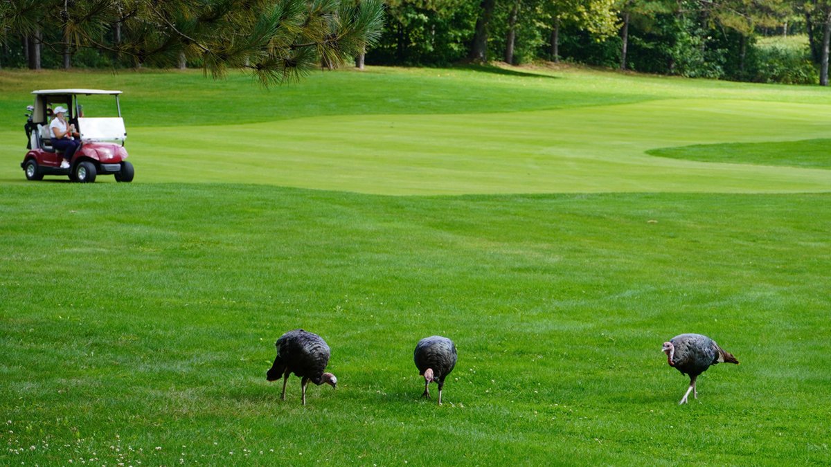 Wishing everyone a safe and joyful Thanksgiving! We're especially grateful to the professionals who cultivate beauty and life in every turf, lawn, landscape, and ornamental nursery. Thank you for your hard work and dedication. #HappyThanksgiving