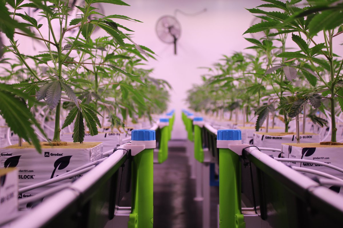 highlyeducatedc's tweet image. One of my favourite stages of growth…@VicCannabisCo