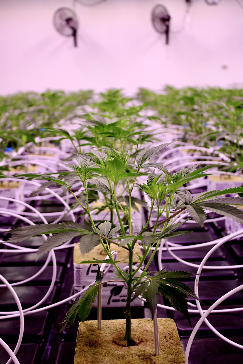 highlyeducatedc's tweet image. One of my favourite stages of growth…@VicCannabisCo