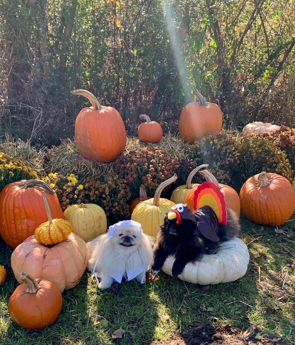 LilCaliGurl's tweet photo. Happi Tanksgibbin frum us to you๐๐งก Cali & Sammy Hab a #turkeyriffix day! ๐ฆ
.
#CaliGurl #dogslife #doglife #thankful #happythanksgiving #Petsgiving #dogsofthanksgiving #thanksgivingday #thankful #thankfulgratefulblessed #turkey #pilgrimdog #turkeydog #sweetsammy #rescuedogs https://t.co/lY4n1dDIQ0