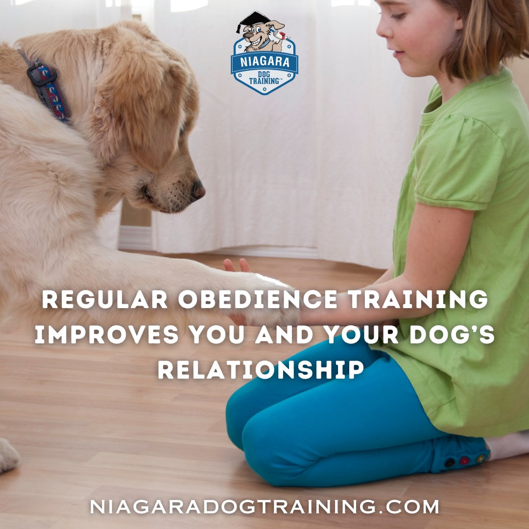 Obedience training does more than teach commands—it strengthens your bond with your pup. At Niagara Dog Training, we foster this connection with consistent, positive training. Enhance your relationship for a harmonious life together! 🌟
#ObedienceTraining #NiagaraDogTraining