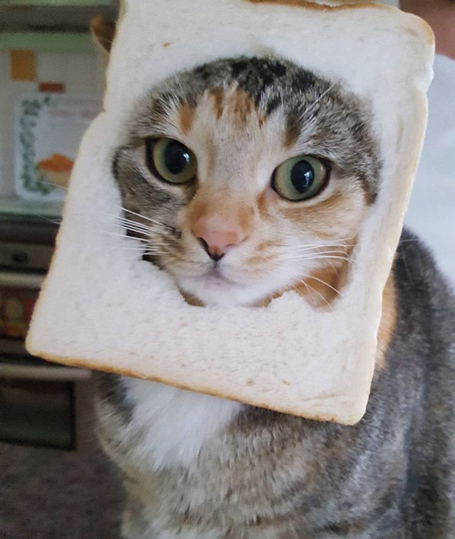 INBREDCATONSOL's tweet photo. Just simply in the bread 🍞🫵😹🍞
$INBRED https://t.co/KWsooqgLnt