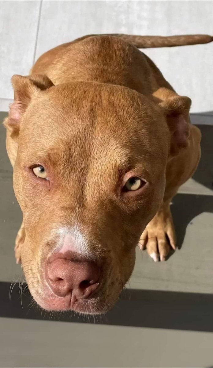 Petzooie's tweet photo. This beautiful girl is 7 years old today ❤️ https://t.co/9EQJNtf9Y7