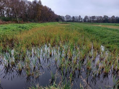 CJS News (@countrysidenews) on Twitter photo Boggy bulrushes sprouting in wetter farming trial - <a href="/Lancswildlife/">Lancashire Wildlife Trust</a> c-js.uk/3VfZccW Boggy bulrushes sprouting in wetter farming trial - <a href="/Lancswildlife/">Lancashire Wildlife Trust</a> c-js.uk/3VfZccW