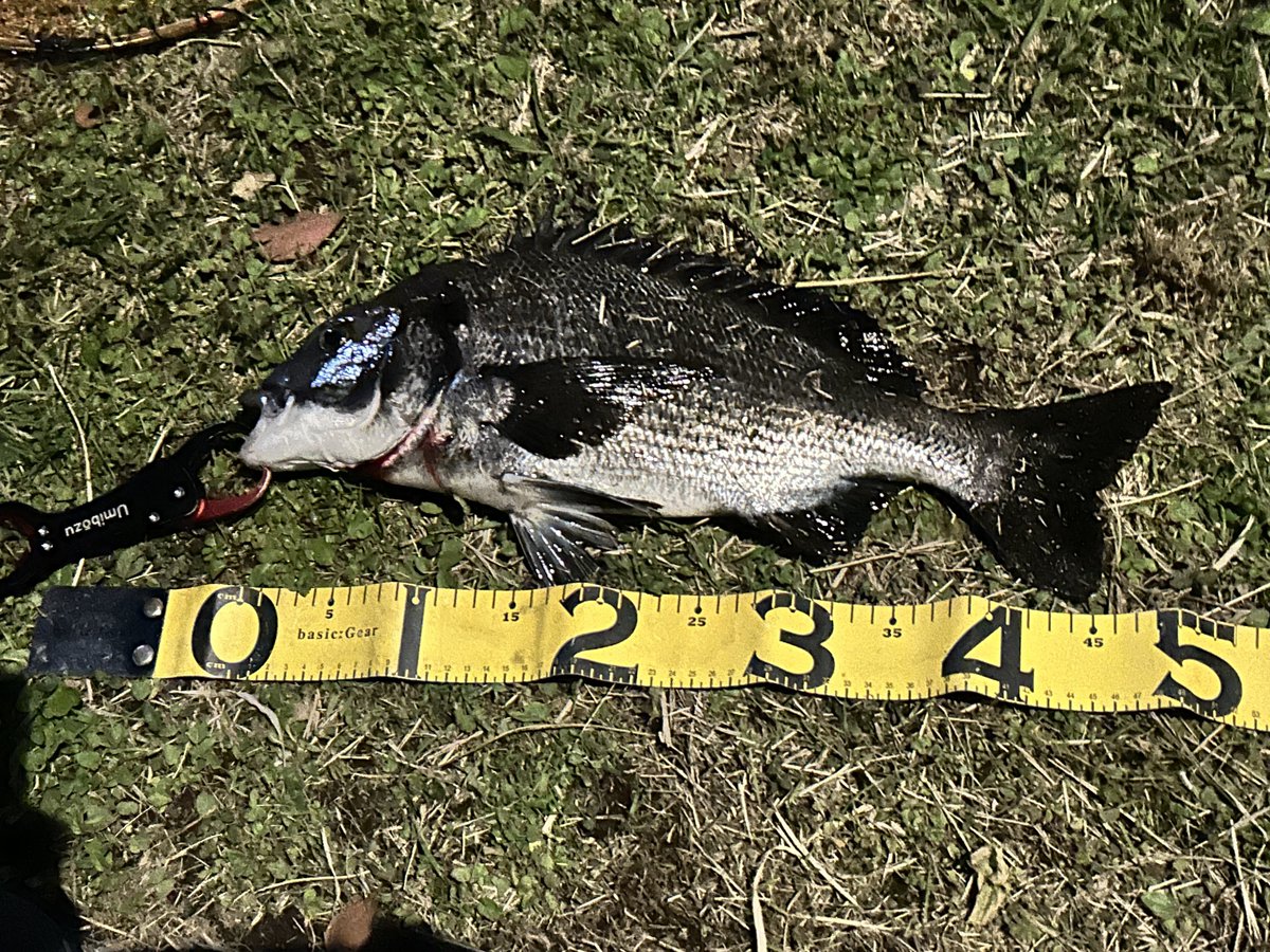 年2になっている湾奥シーバス。無事釣れました、、、
#シーバス #湾奥