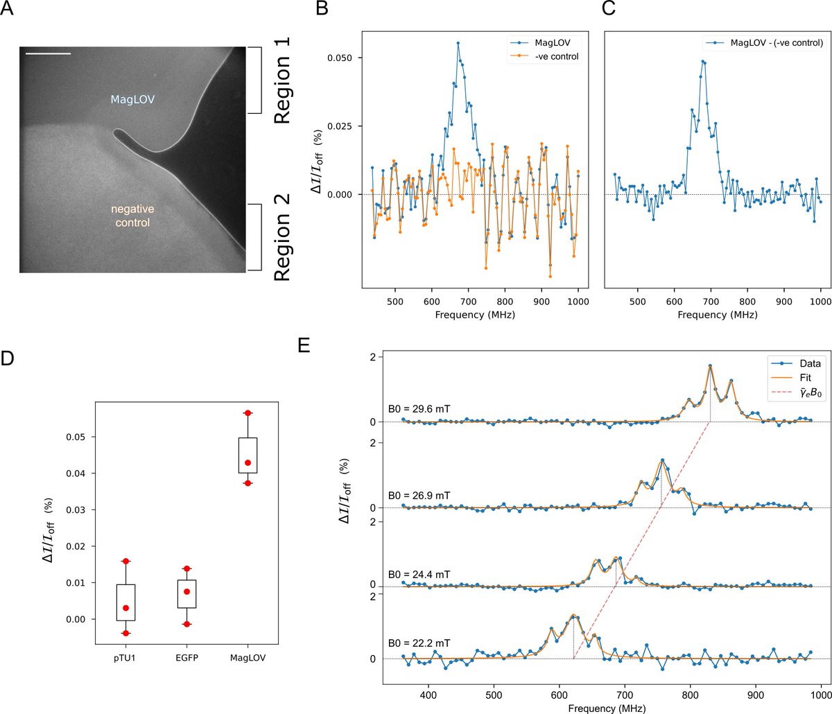 GabrielAbrahams's tweet photo. @AndrewGYork @Maria_Ingaramo Quantum sensing with magneto-fluorescent proteins (MFPs) could lead to a whole bunch of new technologies, for example 3D spatial localisation using gradient fields: MRI using only an endogenous protein. Down the line a spatially controllable magneto-genetic switch? https://t.co/fjLY78F0Pi