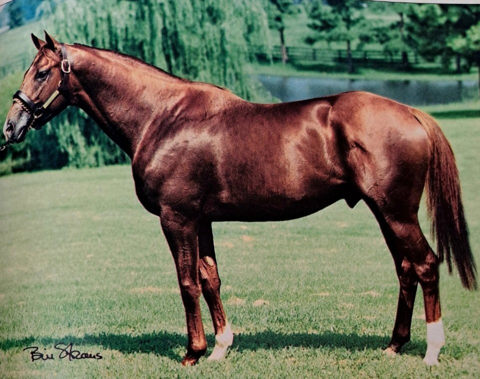 HORSERACING1002's tweet photo. PERFECT VISION🇺🇸1995
(STORM CAT  - DREAM DEAL BY SHARPEN UP)
#PerfectVision
B/ G. Watts Humphrey & Pamela H. Firman (Ky) March 17, 1995
KEESEP $220,000 RNA
KEENOV $18,000 RNA
UNRACED 
Stood 🇺🇸& Yeonhak Stud 🇰🇷Sired All Su, Irish Vision, Kindle, Miss Win, Swift Vision, Tanner Danner, 
Died July 9, 2013