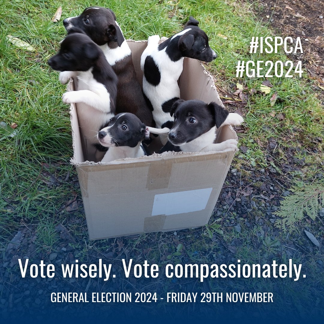 The General Election is Tomorrow! 🗳️  

Make a difference for Ireland’s animals—vote for candidates who prioritise animal welfare. Every voice matters in the fight against cruelty.  

Let’s work for stronger laws, greater protection, and a kinder future. 🐕🐎

#ISPCA #GE2024