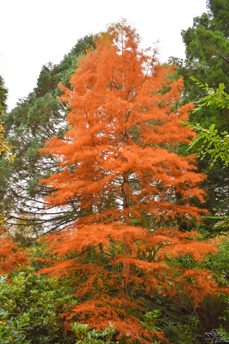 Nature Delights tweet media