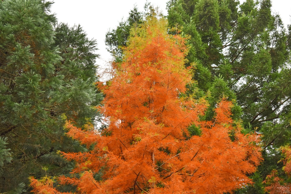 Nature Delights tweet media