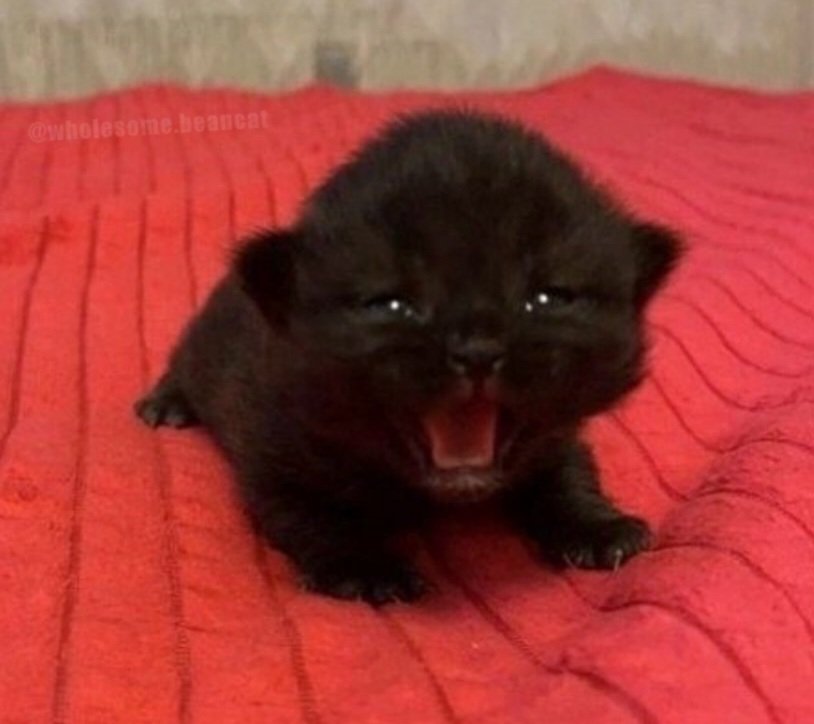 Catsillyness's tweet photo. He demands world domination https://t.co/nOKKa5YfCu
