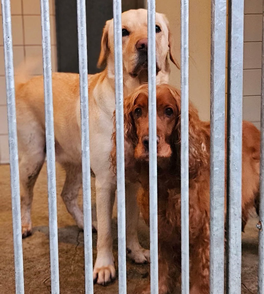 Dombo en Max waren altijd blij als hun baasje thuis was. Maar de laatste tijd was hun baasje vaak moe en verdrietig. 

Op een dag kwamen er hele lieve mensen langs. Ze spraken met hun baasje en aaiden Dombo en Max over hun kop.

"Ik kan niet meer voor jullie zorgen," zei het