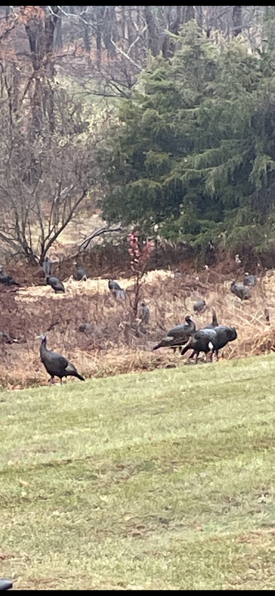 Thanksgiving Day in our backyard. Look who showed up for dinner.