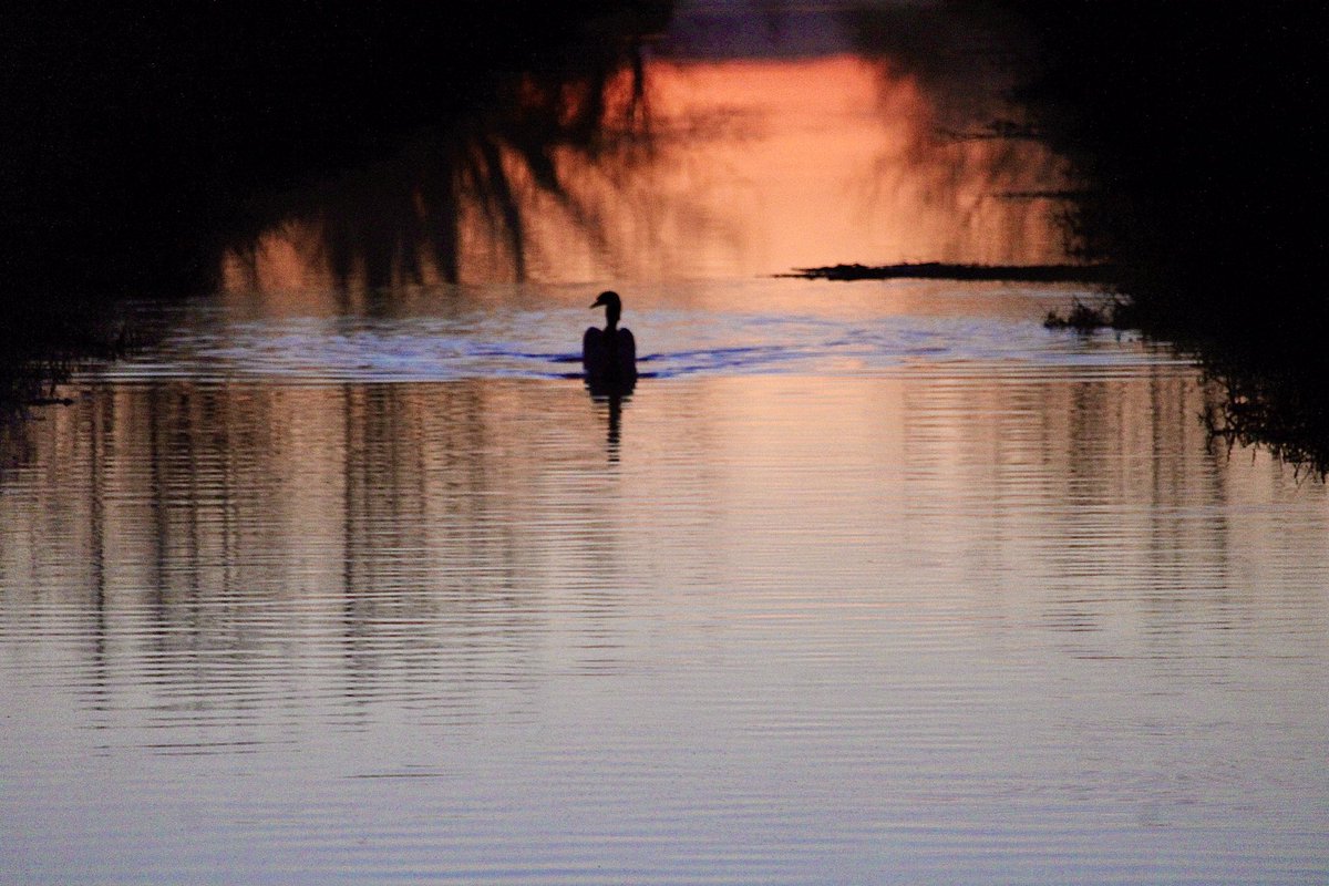 janepursey's tweet image. Two swans merging into one yesterday evening 😉#eveninglight #bitoffun