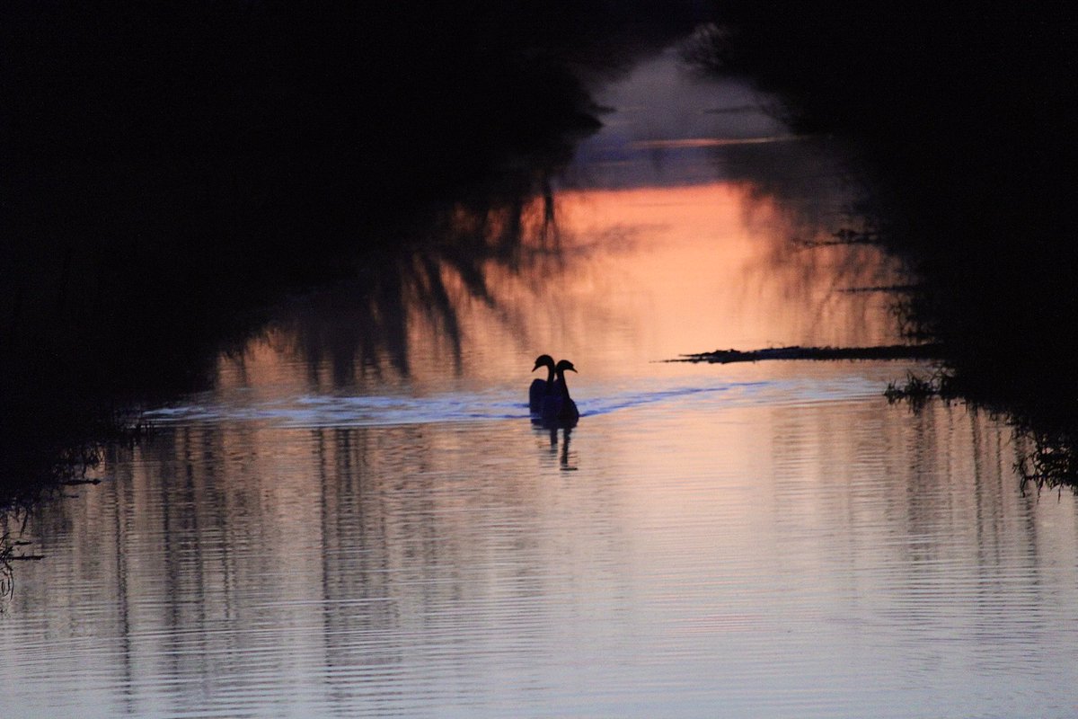 janepursey's tweet image. Two swans merging into one yesterday evening 😉#eveninglight #bitoffun