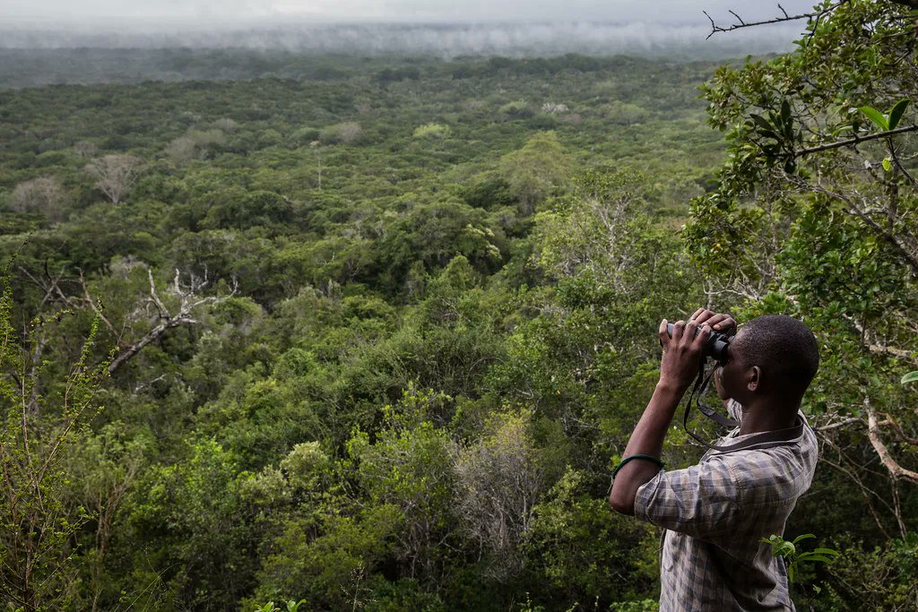 malindians's tweet photo. Did you Know? 
The Arabuko-Sokoke Forest Reserve, established in the late 1980s, is an essential part of the Arabuko Sokoke Forest Reserve, which stands as the largest remaining fragment of dry coastal forests in East Africa.https://t.co/IehtwI4QDm https://t.co/Fh5vnIC1jN