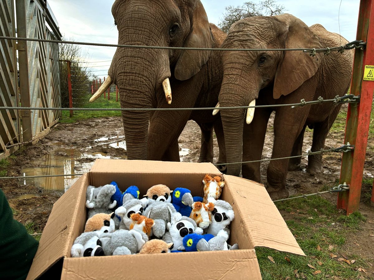 Section_82's tweet image. Huge thanks to all that have already contributed, both through the Amazon Wishlist (deliveries go directly to Ashton Gate, amazon.co.uk/hz/wishlist/ls…) as well as in preparation of our in-person collection on Saturday vs Plymouth - Including this MASSIVE box of toys, kindly donated…