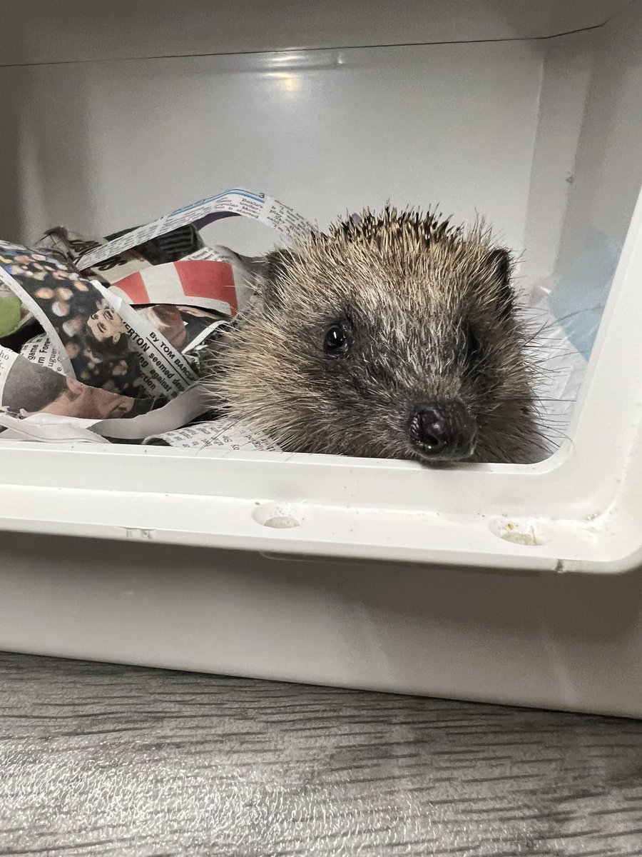 The last few days have flown by! 27 admissions so far this week and 17 releases. This is little Marble who came into us today and is looking much bright (and significantly warmer!) having spent a few hours in one of our incubators 🫶🦔🐾