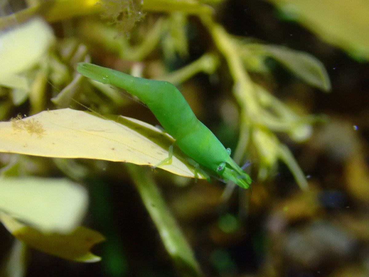 James A. Wong tweet media