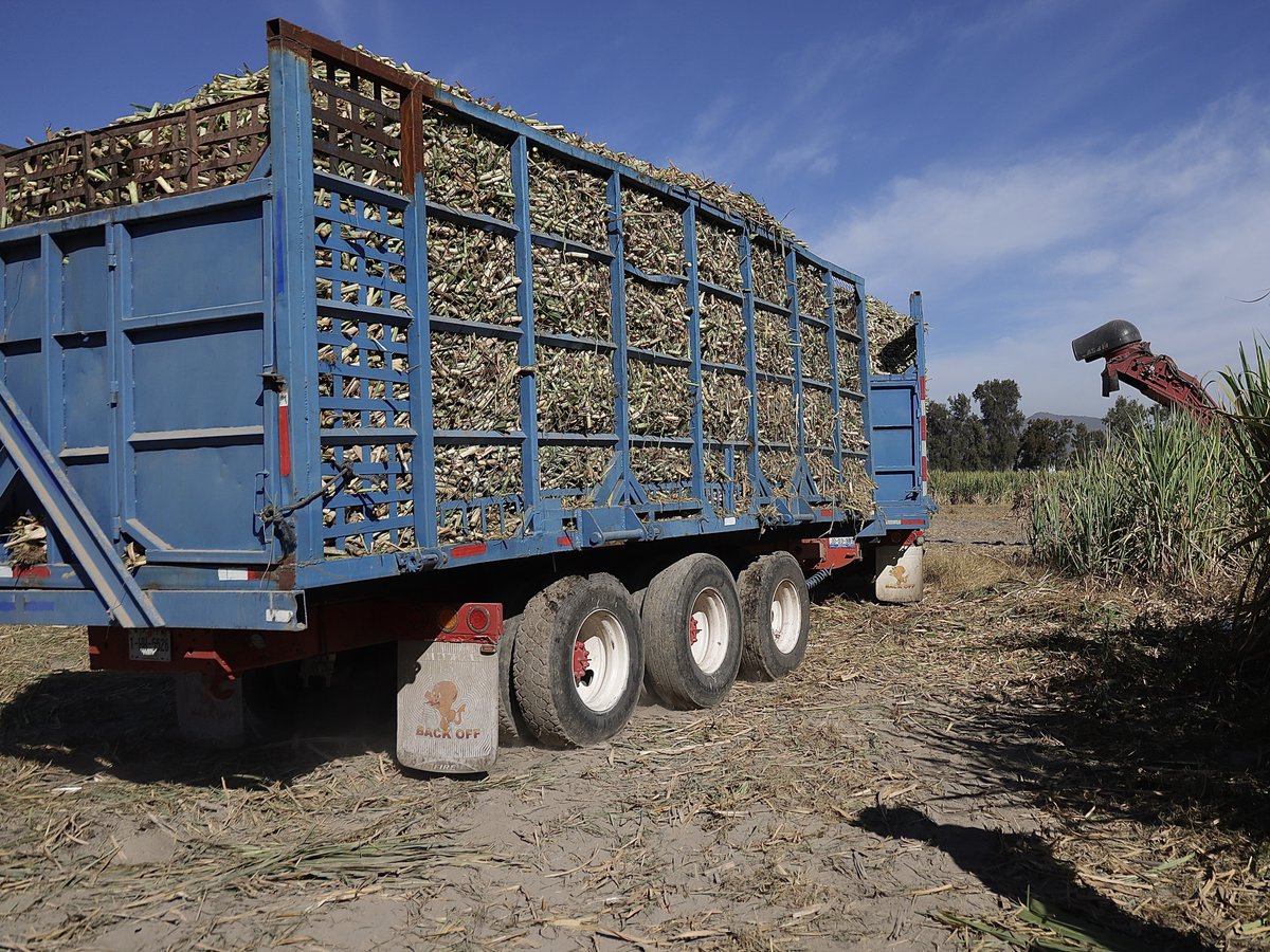 Sader Jalisco tweet media