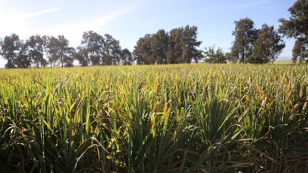 Sader Jalisco tweet media