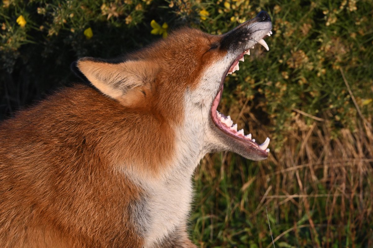 BlackmanRuss's tweet photo. Fantastic to see a Fox in the golden hour, it was so close no need for any cropping https://t.co/jijqsrh5C9