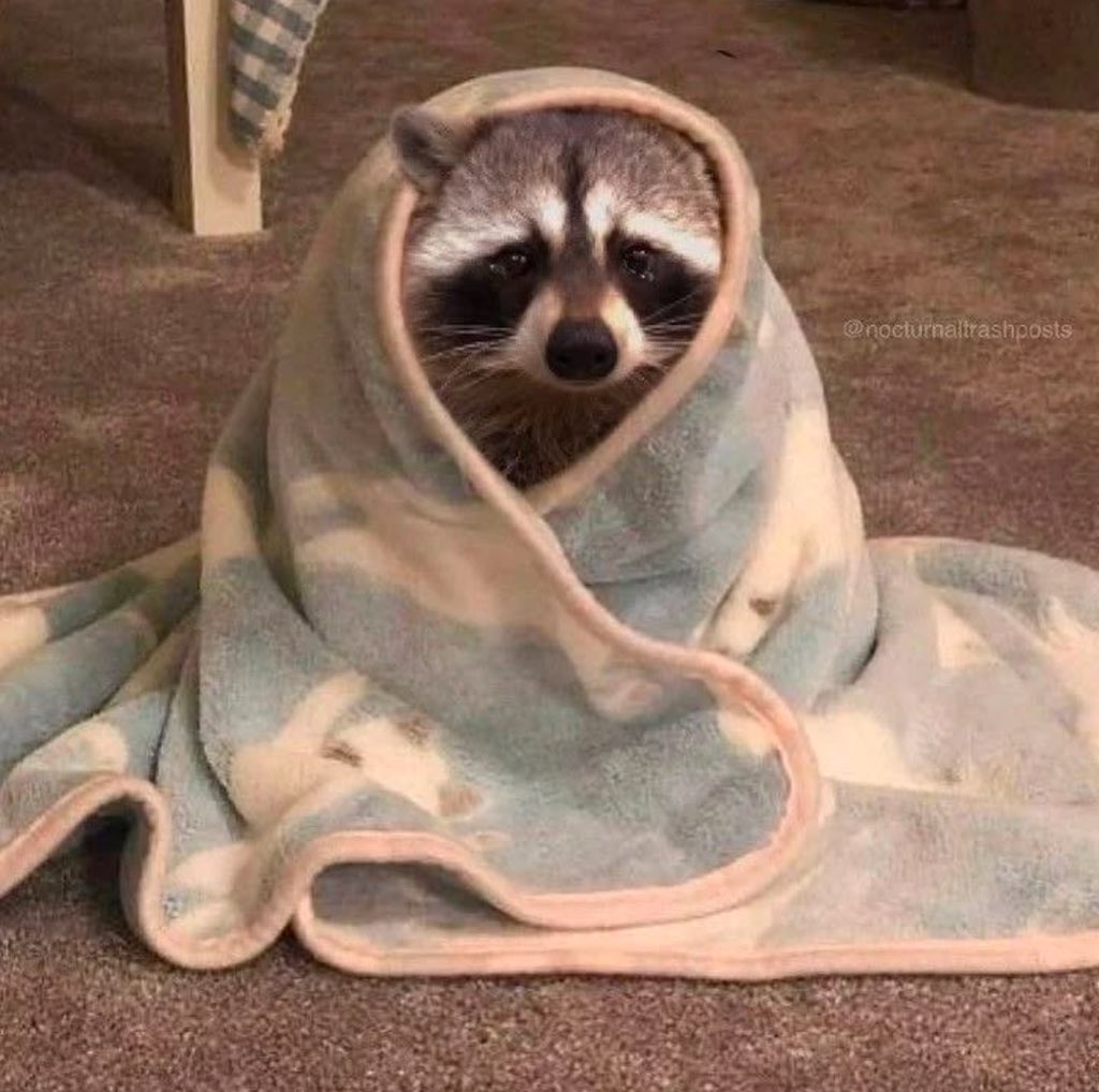 raccoonesthetic's tweet photo. https://t.co/DeuoigNk4F