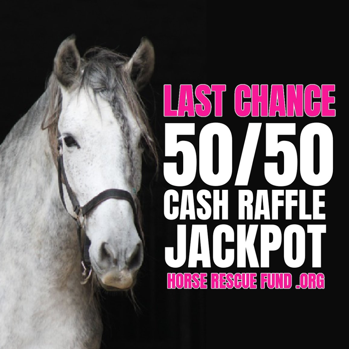 Horse Rescue Fund (@horse_fund) on Twitter photo Don't miss out on your chance to win & help "5" Freedoms Ranch Rescue & Rehabilitation. Ticket sales online. Winner gets 50% of total ticket sales. bit.ly/3VeRj7z <==
#banhorseslaughter #horseshit #horses #horserescue <a href="/jannarden/">Jann “stop live horse export” Arden</a> <a href="/Marie_Bennett/">Marie Bennett</a> <a href="/HorseSlaughter_/">Ban Horse Slaughter</a> Don't miss out on your chance to win & help "5" Freedoms Ranch Rescue & Rehabilitation. Ticket sales online. Winner gets 50% of total ticket sales. bit.ly/3VeRj7z <==
#banhorseslaughter #horseshit #horses #horserescue <a href="/jannarden/">Jann “stop live horse export” Arden</a> <a href="/Marie_Bennett/">Marie Bennett</a> <a href="/HorseSlaughter_/">Ban Horse Slaughter</a>