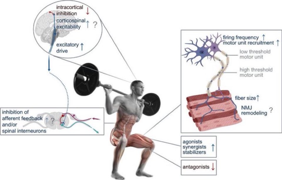 Neuromuscular adaptation to training 

Factors contributing to training-related increase in muscle force production: 

⬆️number of activated motor units
⬆️firing frequency of motor units 
⬆️size &amp; contractile properties of muscle fibres 

#exercise #force

journals.physiology.org/doi/full/10.11…