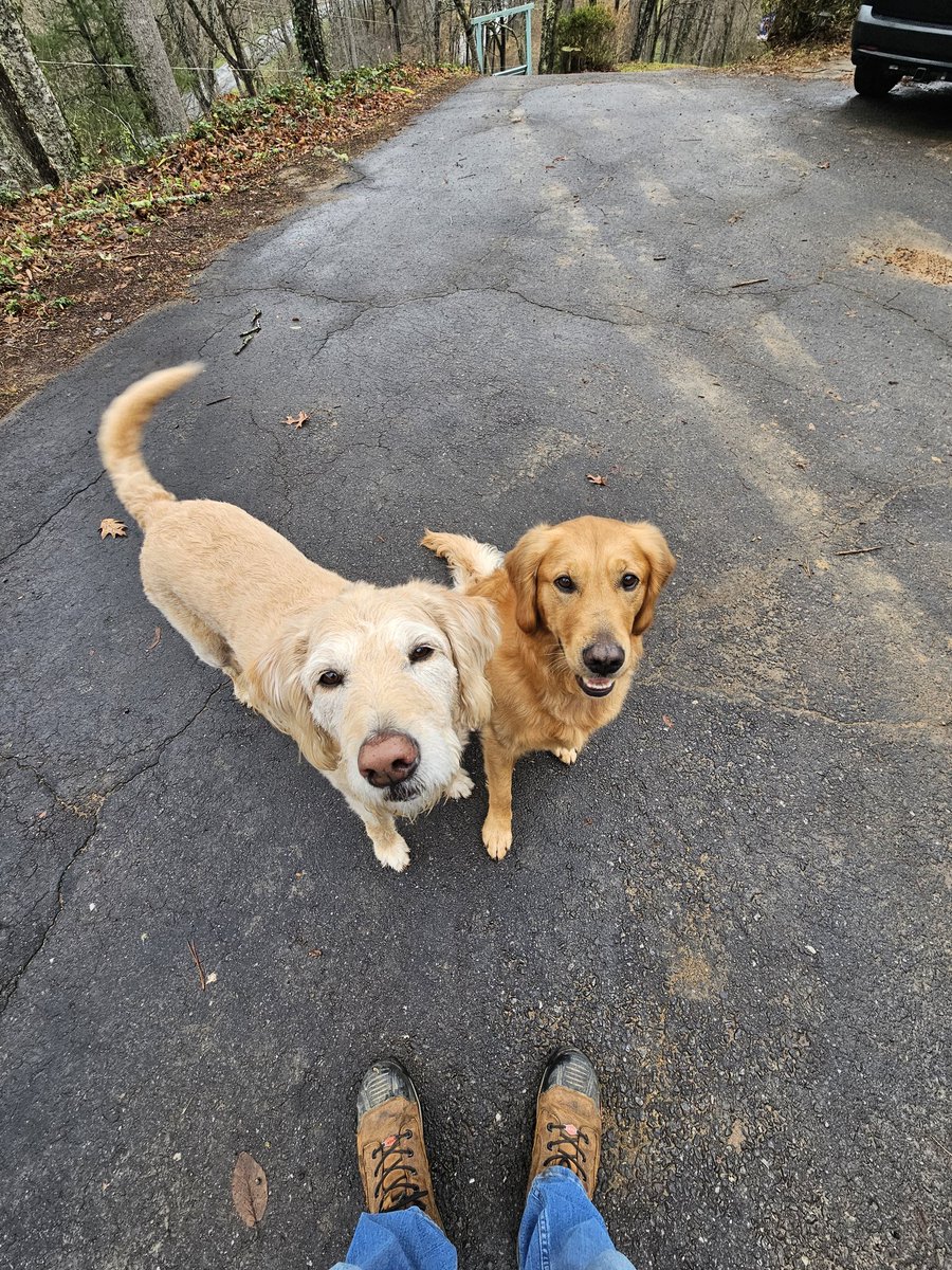 COkerlin's tweet photo. @ehmotionaIl Have dog picture to brighten your thanks giving cheiften https://t.co/pkrIYC9v29
