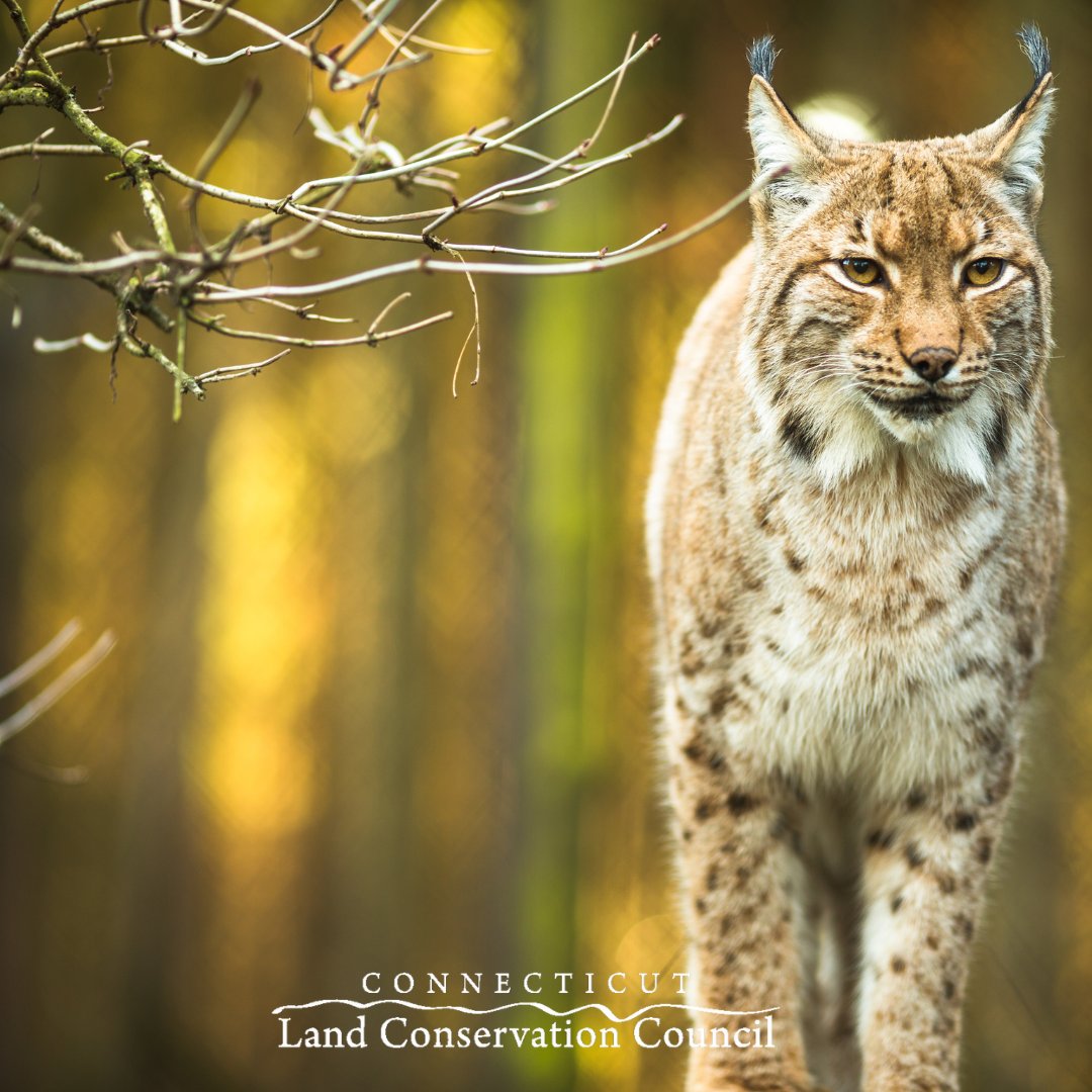 Help Us Meet a $50,000 Challenge Match by December 31! Together, we're shaping a better future in Connecticut for generations to come.Thank you for believing in our work and making a difference in our state. Remember, every amount counts!
bit.ly/4e957qD