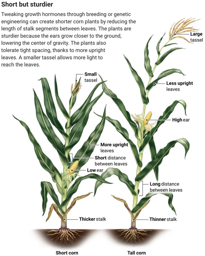 NewsfromScience's tweet image. Plant scientists have high hopes for short corn. 

Learn more: bit.ly/49a6d4B #ScienceMagArchives