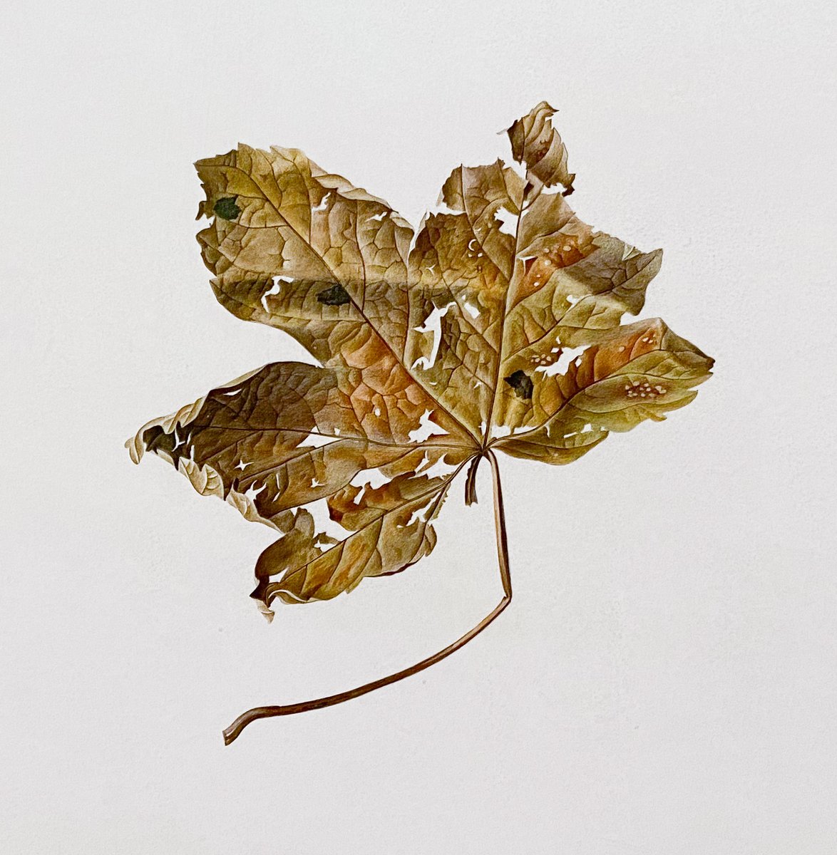 Shichijiro tweet media